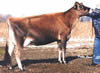 Marshdene Remake Spice  Ex 90 Image